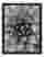 Monochrome Succulent Beauty Art Print - Black