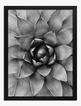 Monochrome Succulent Beauty Art Print - Black