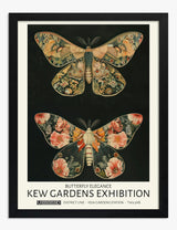 Butterflies Art Prints