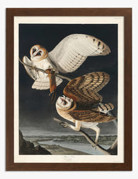 Barn Owl by Audubon Art Print Brown