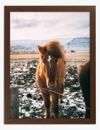 Rustic Equine Majesty Art Print - Brown