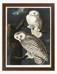 Snowy Owls by Audubon Art Print Brown