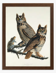 Great Horned Owls by Audubon Art Print Brown