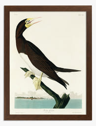 Majestic Seabird Perch Art Print Brown