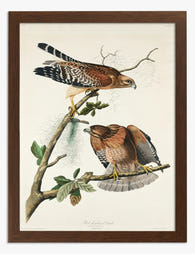 Red shouldered Hawks by Audubon Art Print Brown