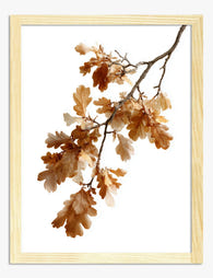 Autumn Oak Branches Art Print - Oak