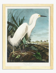Snowy Egret by Audubon Art Print Oak