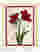 Crimson Amaryllis Art Print - Oak