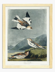 Snow Buntings by Audubon Art Print Oak