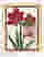 Crimson Amaryllis Bloom Art Print - Oak