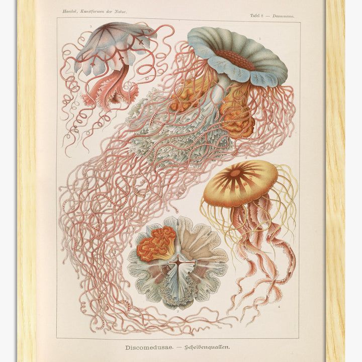 Jellyfish Art Prints