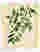 Olive Branch Mosaic Art Print - Oak