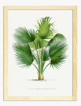 Tropical Art Prints
