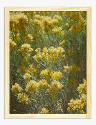 Sunshine Wildflower Glow Art Print - Oak