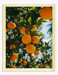 Sunlit Orchard Citrus Art Print Oak