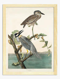 Yellow Crowned Heron by Audubon Art Print Oak