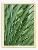 Palm Serenity Art Print Oak