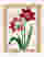 Crimson Amaryllis Art Print - Oak