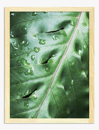 Dewy Leaf Serenity Art Print - Oak