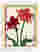 Festive Amaryllis Blooms Art Print Oak