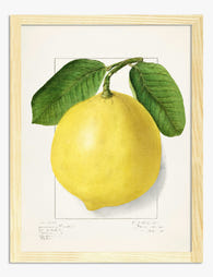 Sunlit Lemon Botanical Art Print - Oak