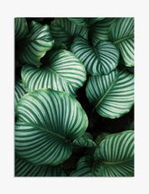 Lush Stripe Leaf Haven Art Print - Unframed