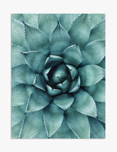 Soft Succulent Radiance Art Print - Unframed