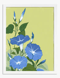 Blue Morning Glory Blooms Art Print - White