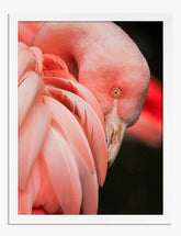 Flamingo Elegance Art Print - White