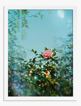 Rose Dreamscape Glow Art Print - White