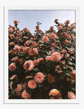Blush Camellia Bloom Art Print White