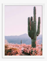 Cactus Art Prints