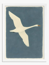 Graceful Swan Flight Art Print - White