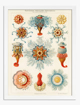 Marine Life Art Prints