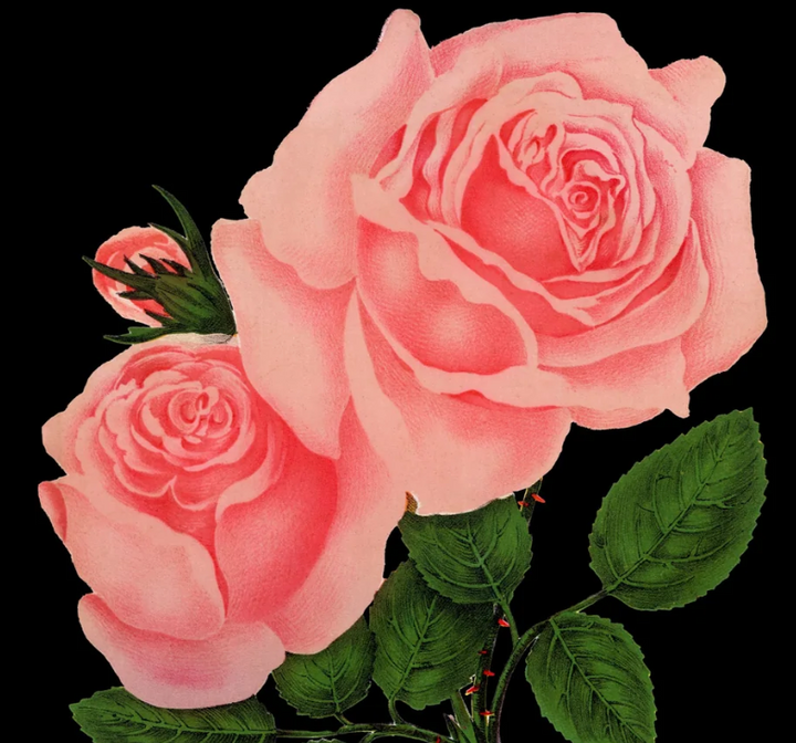 Roses Art Prints
