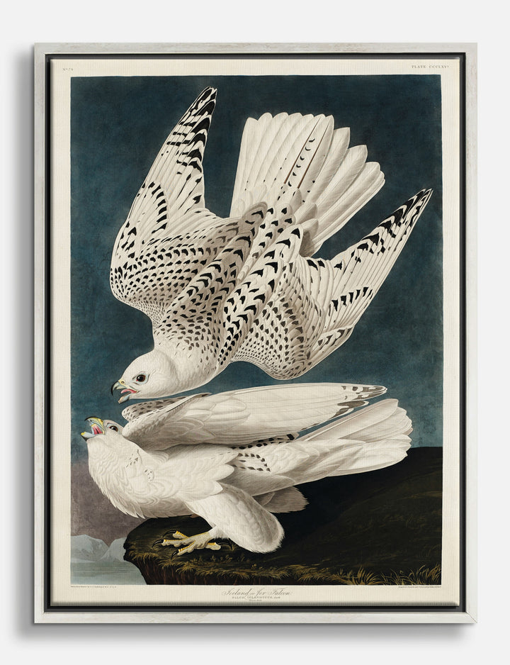 Icelandic Falcon by Audubon Canvas Print Silver