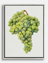 Vintage Green Grapes Canvas Print Silver