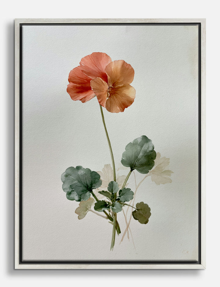 Single Geranium Study in Coral Canvas Print Silver