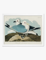 Kittiwake Gulls by Audubon Art Print White