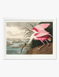 Roseate Spoonbill by Audubon Art Print White