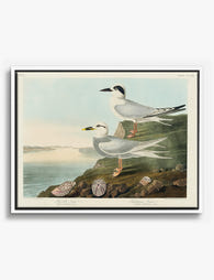 Audubon’s Coastal Terns Canvas Print White