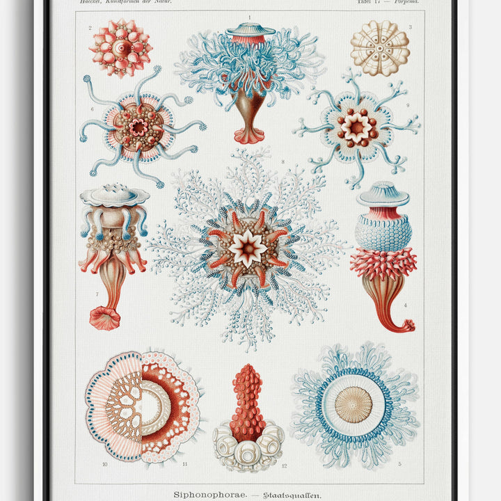 Marine Life Canvas Prints