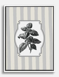 Classic Basil Botanical Canvas Print White