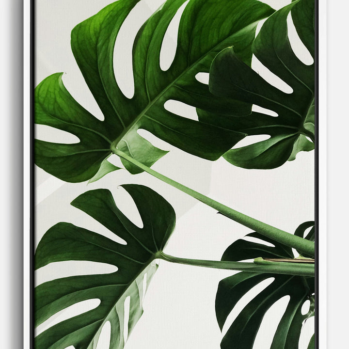 Monstera Canvas Prints