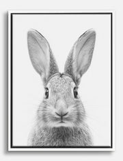 Wildlife Canvas Prints