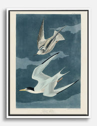 Audubon Terns in Flight Canvas Print White