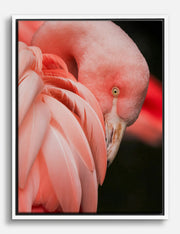 Flamingo Canvas Prints