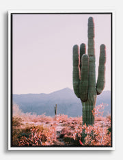 Desert Canvas Prints