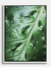 Leaf Canvas Prints