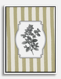 Marjoram Botanical Study Canvas Print White
